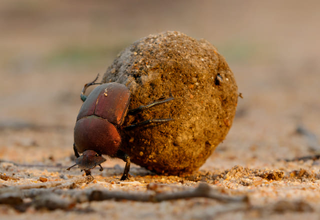 フンコロガシの如く、地道にそして実直にものづくりに励みます